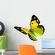 Dark Clouded Yellow (Colias croceus) in flight 