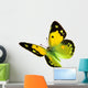 Dark Clouded Yellow (Colias croceus) in flight 