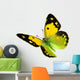 Dark Clouded Yellow (Colias croceus) in flight 