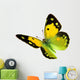 Dark Clouded Yellow (Colias croceus) in flight 