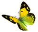 Dark Clouded Yellow (Colias croceus) in flight 