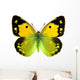 Clouded Yellow Butterfly Wall Decal