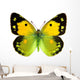 Clouded Yellow Butterfly Wall Decal