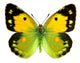 Clouded Yellow Butterfly Wall Decal