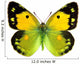 Clouded Yellow Butterfly Wall Decal