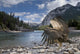 Condor in Banff Natural Park, Canada Wall Mural
