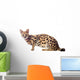 Beautiful serval (Leptailurus serval) on the white background Wall Decal