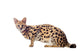 Beautiful serval (Leptailurus serval) on the white background Wall Decal