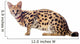 Beautiful serval (Leptailurus serval) on the white background Wall Decal
