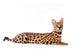 Beautiful serval (Leptailurus serval) on the white background Wall Decal