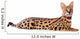 Beautiful serval (Leptailurus serval) on the white background Wall Decal