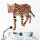 Beautiful Serval Cat Wall Decal