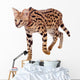 Beautiful Serval Cat Wall Decal