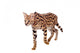 Beautiful Serval Cat Wall Decal