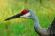 Sandhill Crane Profile Wall Mural