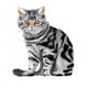 Vector illustration of sitting tabby kitten Wall Decal