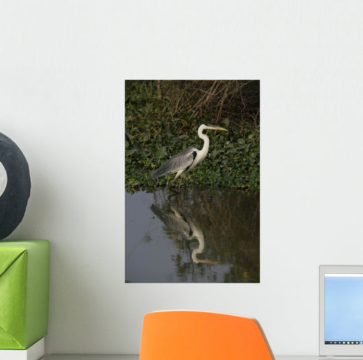 Cocoi heron, Ardea cocoi Wall Mural