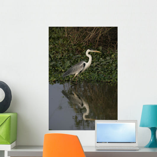 Cocoi heron, Ardea cocoi Wall Mural