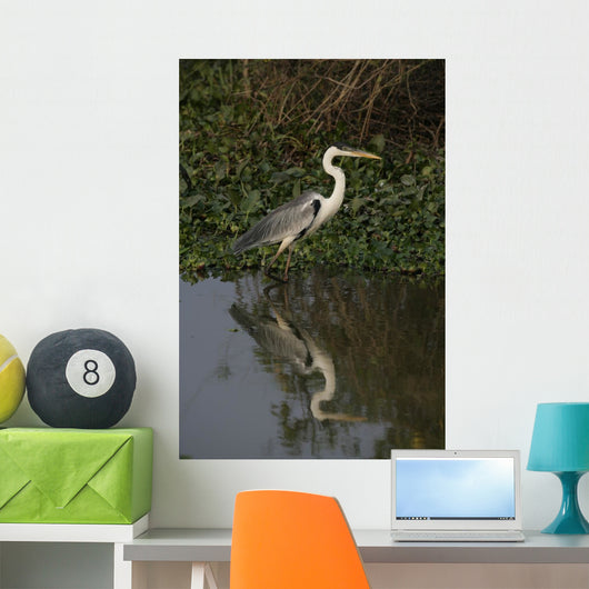 Cocoi heron, Ardea cocoi Wall Mural
