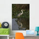Cocoi heron, Ardea cocoi Wall Mural