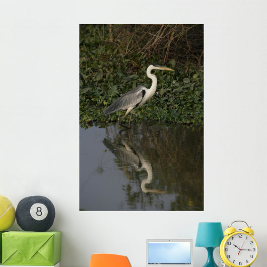 Cocoi heron, Ardea cocoi Wall Mural