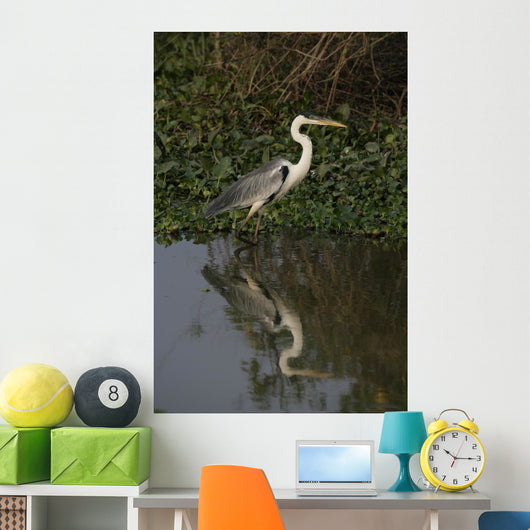 Cocoi heron, Ardea cocoi Wall Mural