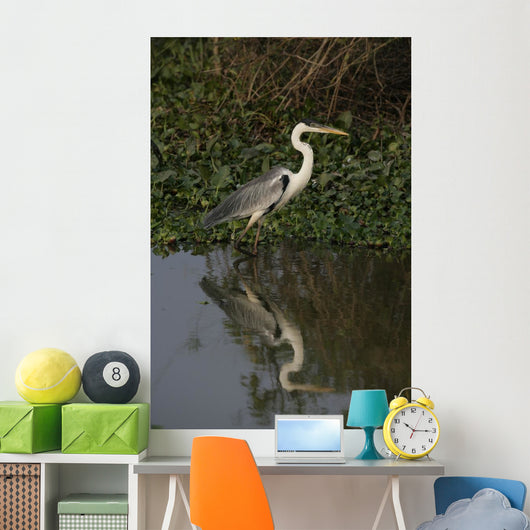 Cocoi heron, Ardea cocoi Wall Mural