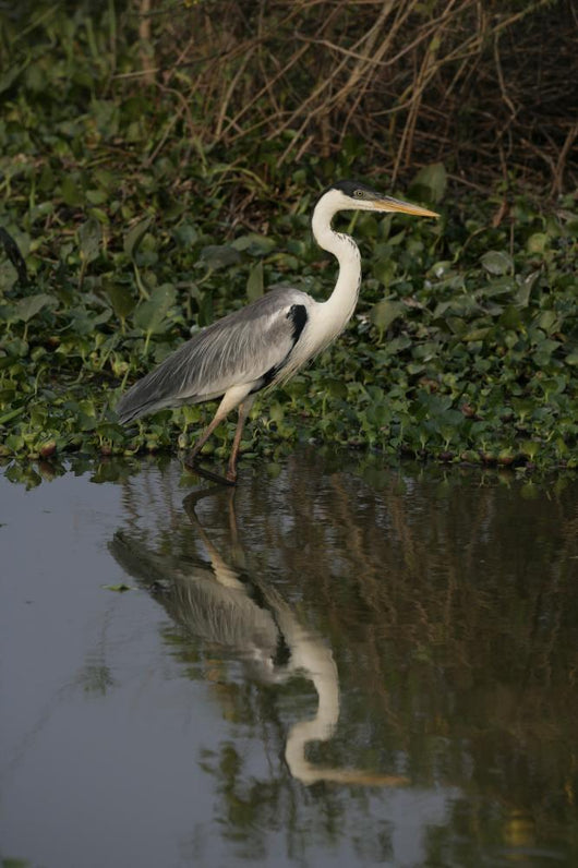 Cocoi heron, Ardea cocoi Wall Mural