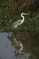 Cocoi heron, Ardea cocoi Wall Mural