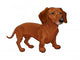 Dachshund. Wall Decal