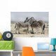 Two zebras in Etosha park in Namibia 
