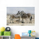 Two zebras in Etosha park in Namibia 