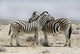 Two zebras in Etosha park in Namibia 