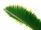 bottle palm leaf Wall Decal