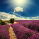 Lavender Field 