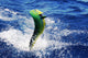 Mahi Mahi Wall Decal