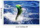 Mahi Mahi Wall Decal
