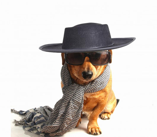 little dog 