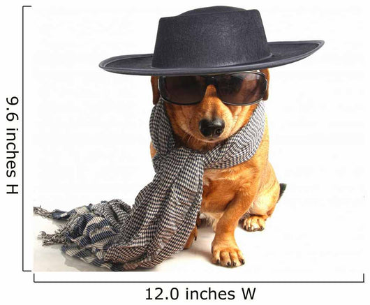 little dog 