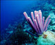 Purple Tube Sponges Caribbean Wall Decal Design 1