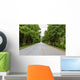Countryside road with Teak trees Wall Mural