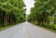 Countryside road with Teak trees Wall Mural