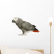 African Grey Parrot in front of a white background Wall Decal