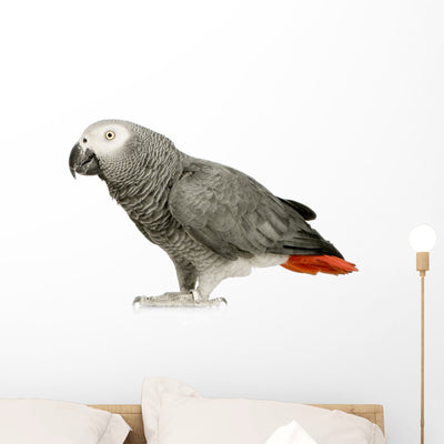 African Grey Parrot Wall Decal shown on a wall