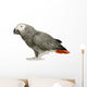 African Grey Parrot in front of a white background Wall Decal