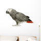 African Grey Parrot in front of a white background Wall Decal