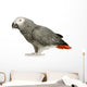 African Grey Parrot in front of a white background Wall Decal