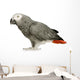 African Grey Parrot in front of a white background Wall Decal