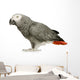 African Grey Parrot in front of a white background Wall Decal
