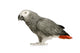 African Grey Parrot in front of a white background Wall Decal